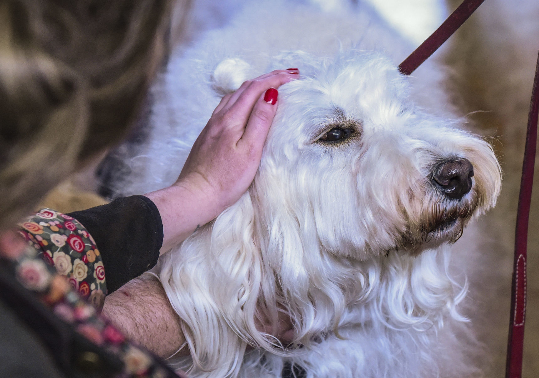 041519-qct-qca-dogs-06.jpg